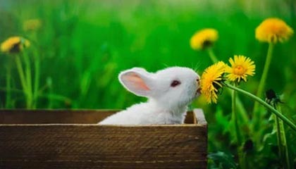 每日大赛AI:为何这两天被问得最多?细节对比引发广泛讨论